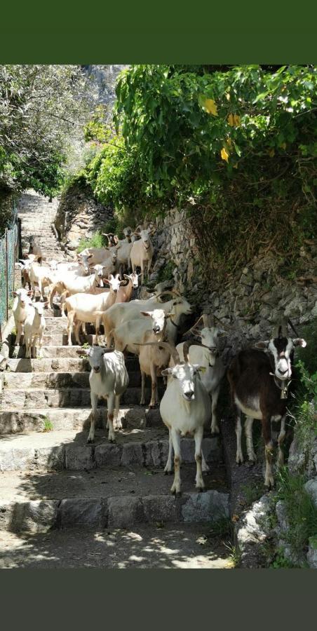 Estate4Home - Goat Path Positano Exterior photo